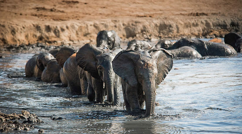 Elephants mud-bath at Ithumba Camp - Tsavo East National Park, Kenya